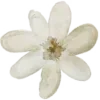 🌼