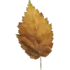 🍁
