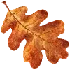 🍂