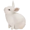 🐰
