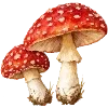 🍄