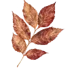 🍂