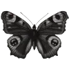 🦋