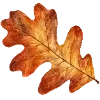 🍂