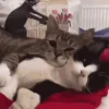 🐱