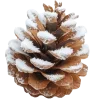 🌲