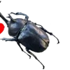 🪶