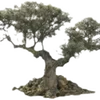 🌳