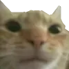 😼