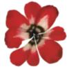 🌺