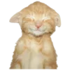 🐱