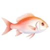 🐟