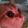 😻