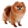 🐶