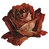 🌹