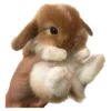🐰