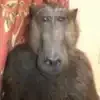 🐺