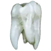 🦷
