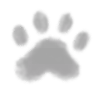 🐾