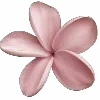 🌺
