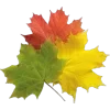 🍁