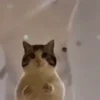 🤩