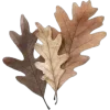 🍁