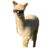 🦙