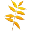 🍁