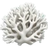 🐚