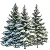 🌲