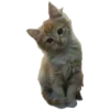 🐱