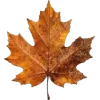 🍁