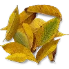 🍂