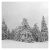 🌲