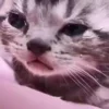 Kotik emoji — Telegram emoji pack