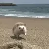 🦔