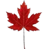 🍁