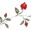 🌹