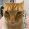 😸