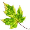 🍁