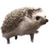 🦔