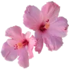 🪷