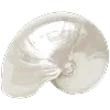 🐚