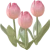 🌷