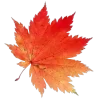 🍁