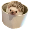 🦔