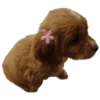 🐕