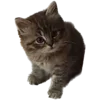 🐈‍⬛