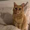 🐱